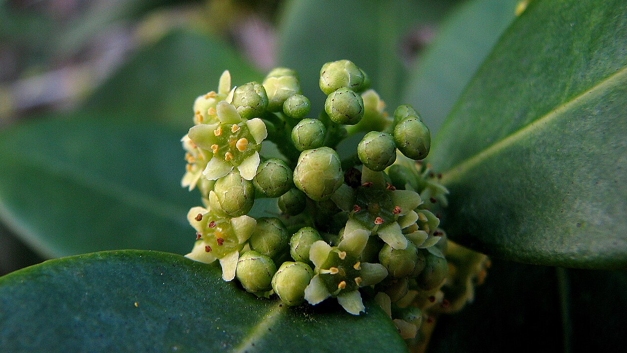 Maytenus obtusifolia: Maytenus obtusifolia Mart.