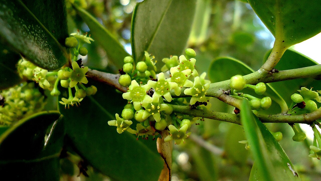 Maytenus obtusifolia: Maytenus obtusifolia Mart.