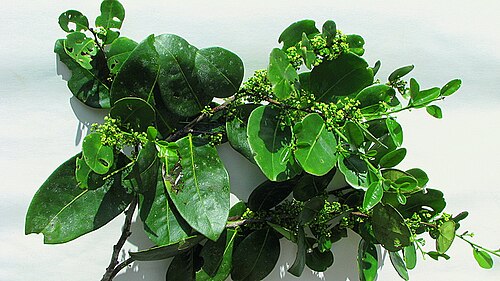 Maytenus obtusifolia: Maytenus obtusifolia Mart.