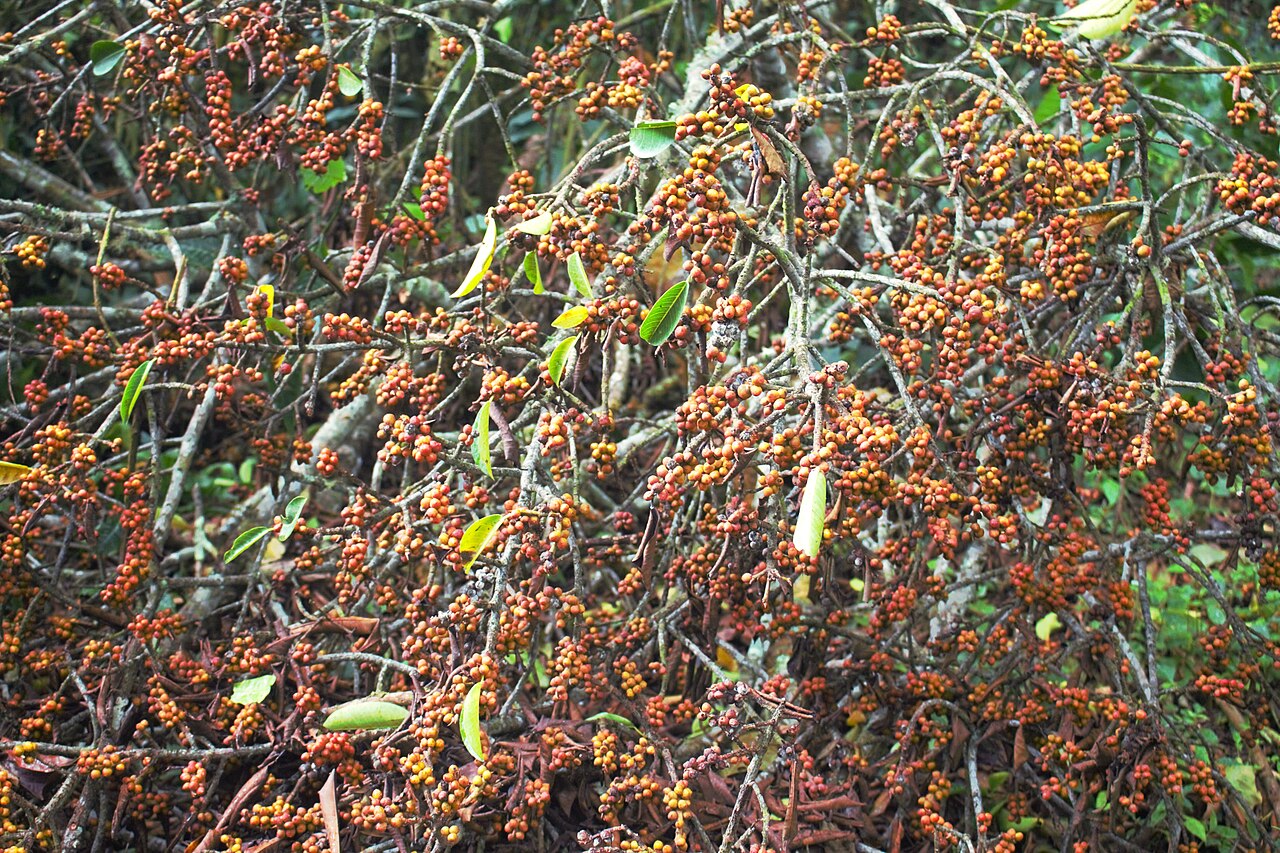 Maytenus obtusifolia: Plants Kingdom; Plantae Vascular Plants Phylum; Tracheophyta Flowering Plants Subphylum; Angiospermae Dicots Class; Magnoliopsida Family; Celastraceae Genus; Ma