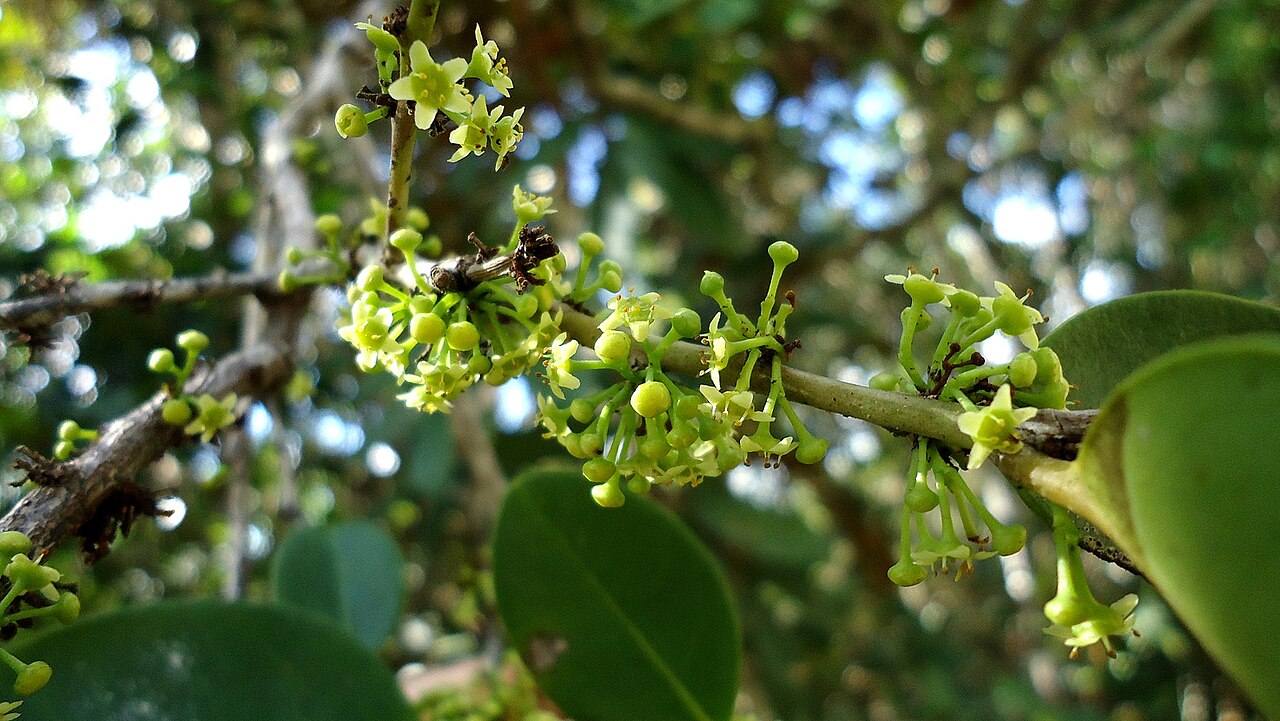 Maytenus obtusifolia: Maytenus obtusifolia Mart.