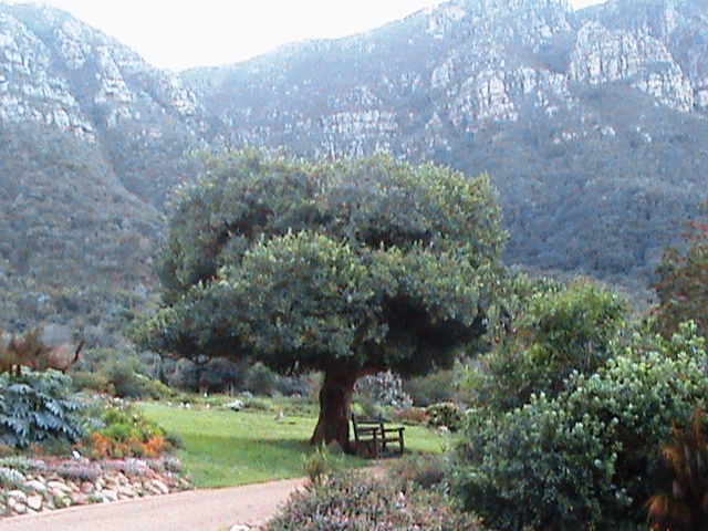 Maytenus oleoides: Maytenus oleoides. A False Rock Candlewood tree growing in Cape Town gardens.