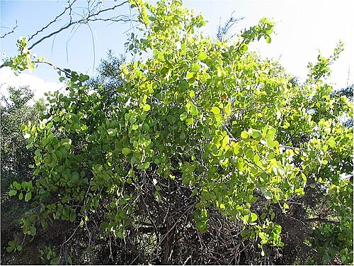 Maytenus orbicularis: Location taken: Charles Darwin Research Station, Santa Cruz, Galapagos. Names: Tricerma octogonum (L 'Herit.) Lundell , Arrayancillo, Maytenu Classification: Pl