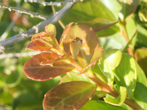 Dune kokotree (Maytenus procumbens)