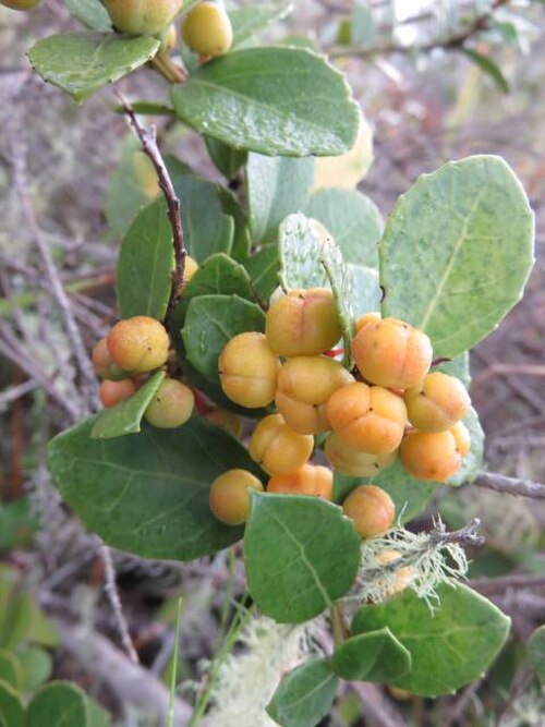 Dune kokotree: Maytenus procumbens - Dune kokotree. Dunes near Sedgefield, South Africa