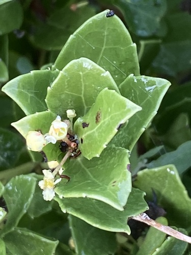 Dune kokotree (Maytenus procumbens)