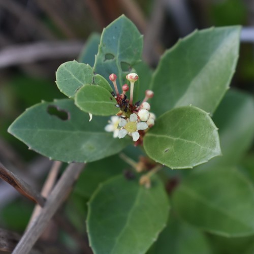 Dune kokotree (Maytenus procumbens)