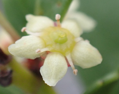 Dune kokotree (Maytenus procumbens)