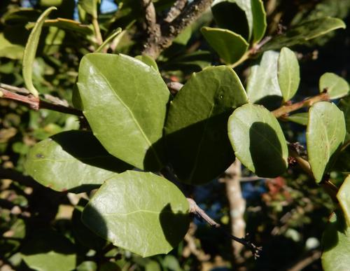 Dune kokotree (Maytenus procumbens)
