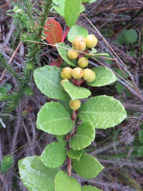 Dune kokotree: Maytenus procumbens - Dune kokotree. Dunes near Sedgefield, South Africa