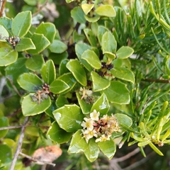 Dune kokotree (Maytenus procumbens)