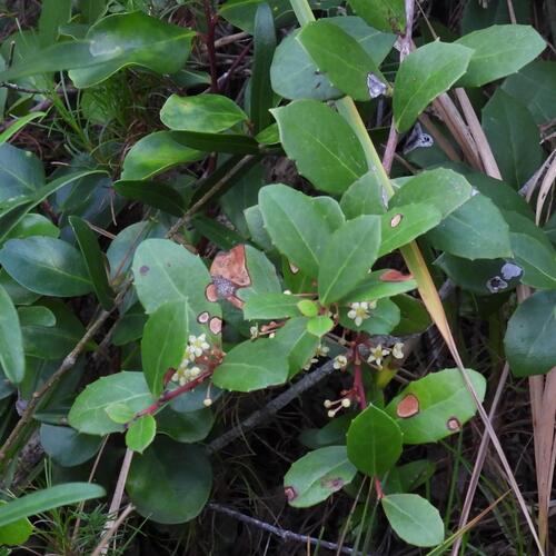 Dune kokotree (Maytenus procumbens)