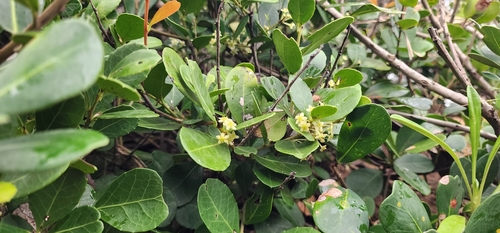 Dune kokotree (Maytenus procumbens)