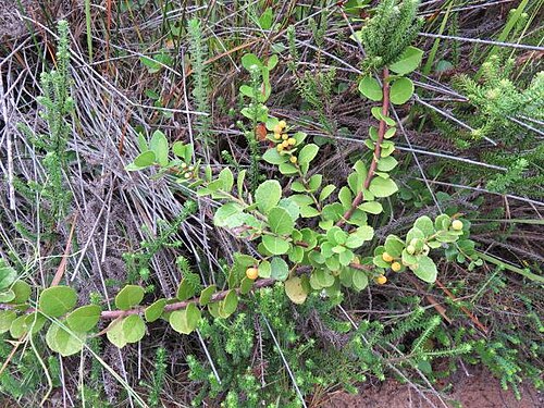 Dune kokotree: Maytenus procumbens - Dune kokotree. Dunes near Sedgefield, South Africa