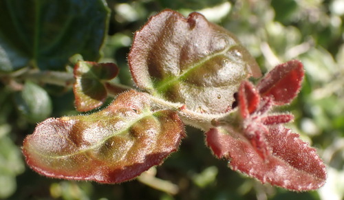 Dune kokotree (Maytenus procumbens)