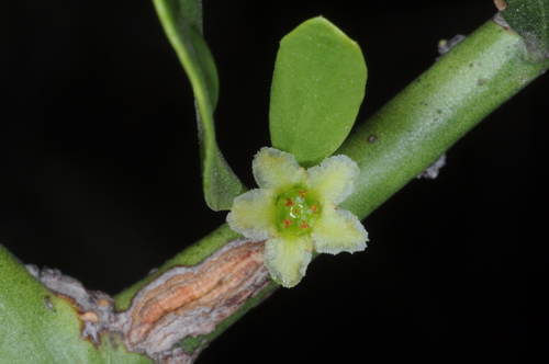 Maytenus spinosa (Maytenus spinosa)
