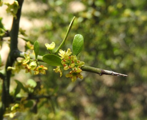 Maytenus spinosa (Maytenus spinosa)
