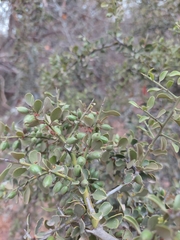 Maytenus spinosa (Maytenus spinosa)