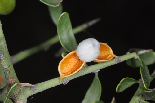 Maytenus spinosa (Maytenus spinosa)