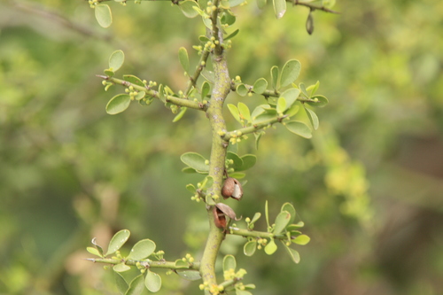 Maytenus spinosa (Maytenus spinosa)