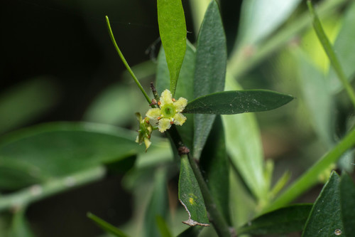 Maytenus spinosa (Maytenus spinosa)