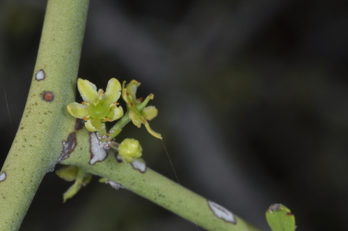 Maytenus spinosa (Maytenus spinosa)
