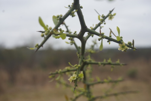 Maytenus spinosa (Maytenus spinosa)