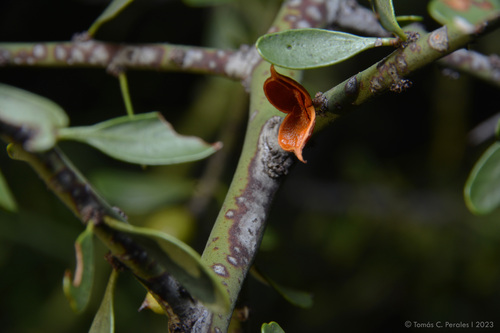 Maytenus spinosa (Maytenus spinosa)