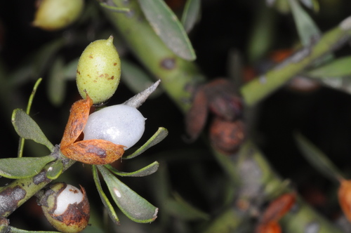 Maytenus spinosa (Maytenus spinosa)