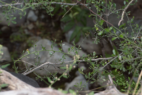 Maytenus spinosa (Maytenus spinosa)
