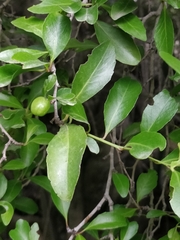Maytenus umbellata (Maytenus umbellata)