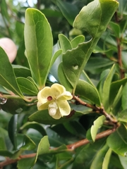 Maytenus umbellata (Maytenus umbellata)