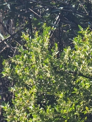Maytenus umbellata (Maytenus umbellata)