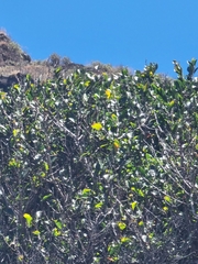 Maytenus umbellata (Maytenus umbellata)