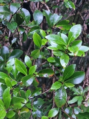 Maytenus umbellata (Maytenus umbellata)