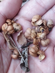 Maytenus umbellata (Maytenus umbellata)