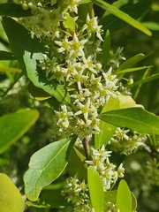 Maytenus umbellata (Maytenus umbellata)