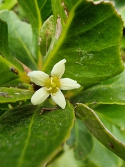 Maytenus umbellata (Maytenus umbellata)