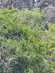 Maytenus umbellata (Maytenus umbellata)