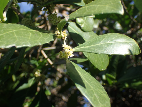 Forest kokotree (Maytenus undata)