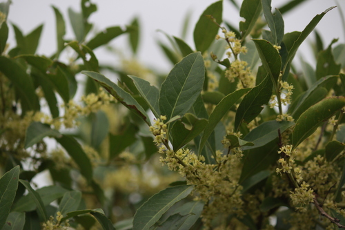 Forest kokotree (Maytenus undata)