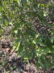 Forest kokotree (Maytenus undata)