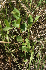 Forest kokotree (Maytenus undata)