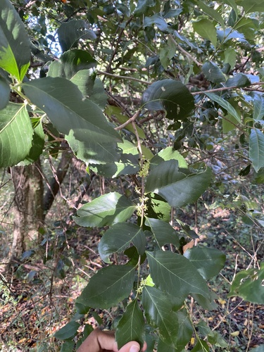 Forest kokotree (Maytenus undata)