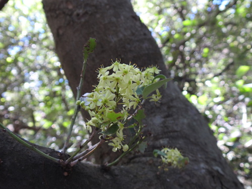 Forest kokotree (Maytenus undata)