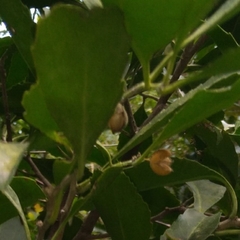 Forest kokotree (Maytenus undata)