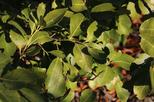 Forest kokotree (Maytenus undata)