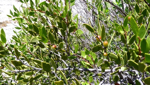 Maytenus viscifolia (Maytenus viscifolia)
