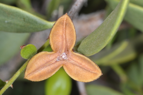 Maytenus viscifolia (Maytenus viscifolia)