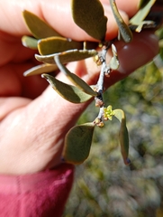 Maytenus viscifolia (Maytenus viscifolia)